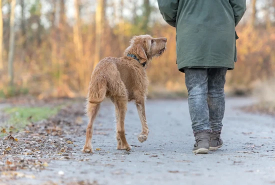 Voyager en Bulgarie avec votre chien