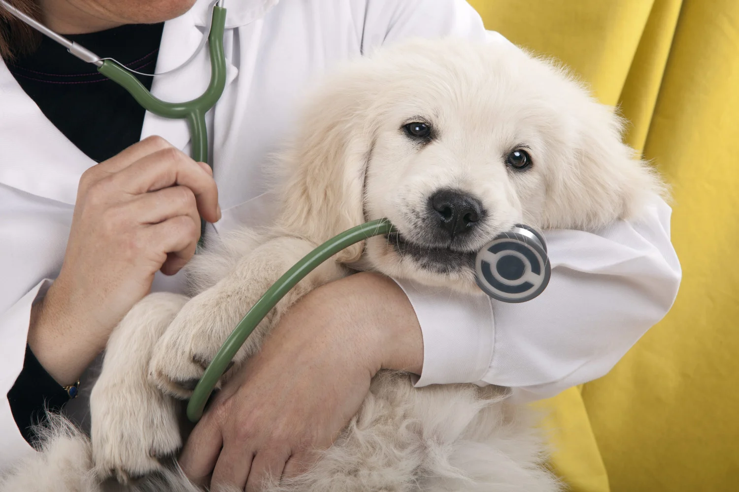 Bulgaria has specific entry requirements for pets, including dogs, to prevent the spread of diseases.