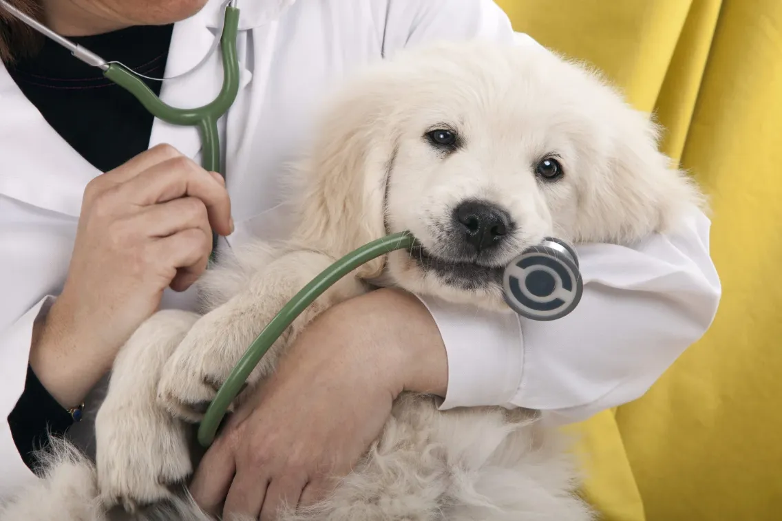 Bulgarien hat spezielle Einreisebestimmungen für Haustiere, einschließlich Hunde, um die Verbreitung von Krankheiten zu verhindern.